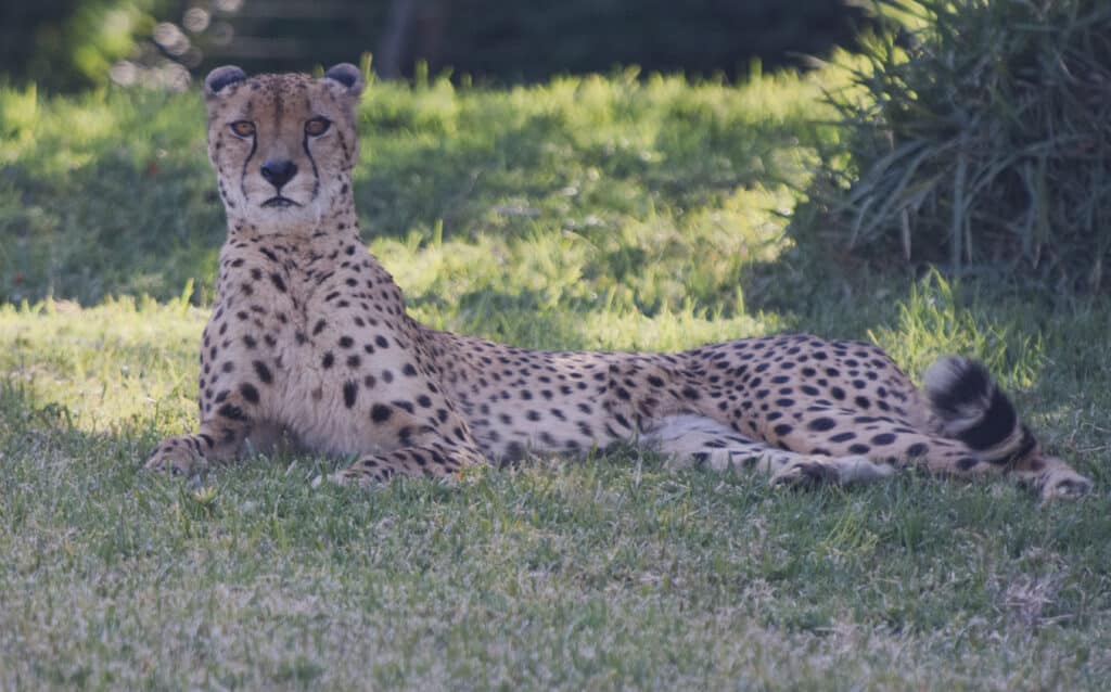 Cheetah watching closely and ready to pounce